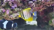 [TodoMarino.com] Pisito Reef. Poco a poco, ahora sí