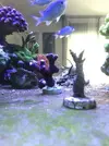 [TodoMarino.com] Esquejes caliendrum, milka, acropora green, montipora capitata, caulastrea  - Madrid - Arroyomolinos