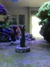 [TodoMarino.com] Esquejes caliendrum, milka, acropora green, montipora capitata, caulastrea  - Madrid - Arroyomolinos