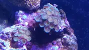 [TodoMarino.com] CORALES