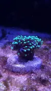[TodoMarino.com] Pisito Reef. Poco a poco, ahora sí