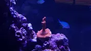 [TodoMarino.com] Pisito Reef. Poco a poco, ahora sí
