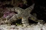 [TodoMarino.com] estrella archaster - Madrid