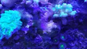 [TodoMarino.com] Ayuda a identificar alga (o algas)