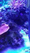 [TodoMarino.com] Ayuda a identificar alga (o algas)