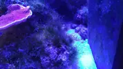 [TodoMarino.com] Ayuda a identificar alga (o algas)