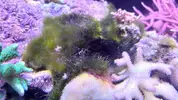 [TodoMarino.com] Ayuda a identificar alga (o algas)