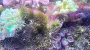 [TodoMarino.com] Ayuda a identificar alga (o algas)