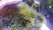 [TodoMarino.com] Ayuda a identificar alga (o algas)