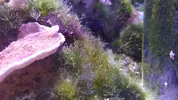 [TodoMarino.com] Ayuda a identificar alga (o algas)