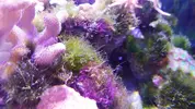 [TodoMarino.com] Ayuda a identificar alga (o algas)
