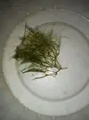 [TodoMarino.com] Ayuda a identificar alga (o algas)