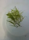 [TodoMarino.com] Ayuda a identificar alga (o algas)
