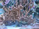 [TodoMarino.com] Vendo esquejes de Montipora morada, verde o roja - Madrid