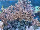 [TodoMarino.com] Vendo esquejes de Montipora morada, verde o roja - Madrid