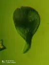 [TodoMarino.com] NO ES NI ROTI NI COPE, QUE ES????