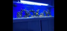 [TodoMarino.com] Acuario 600 litros - Alcalá del rio