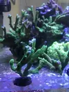 [TodoMarino.com] Esquejes caliendrum, milka, acropora green, montipora capitata, caulastrea  - Madrid - Arroyomolinos