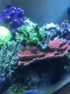 [TodoMarino.com] Esquejes caliendrum, milka, acropora green, montipora capitata, caulastrea  - Madrid - Arroyomolinos
