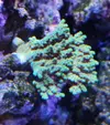 [TodoMarino.com] Cómo Pegar Acropora con Cianocrilato