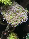 [TodoMarino.com] Acuario marino  en perfectas condiciones - Logroño