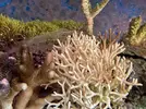 [TodoMarino.com] Seriatopora caliendrum Blanqueándose muy deprisa