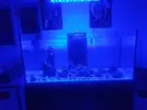 [TodoMarino.com] Traspaso de reefer 170 a 425xl