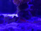 [TodoMarino.com] Synchiropus stellatus