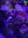 [TodoMarino.com] Synchiropus stellatus