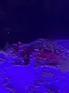 [TodoMarino.com] Synchiropus stellatus