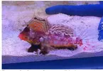 [TodoMarino.com] Synchiropus stellatus