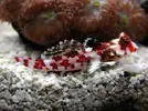 [TodoMarino.com] Synchiropus stellatus