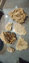 [TodoMarino.com] Vendo roca muerta Pukani - Oviedo