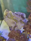 [TodoMarino.com] Mi darcophyton esta cerrado