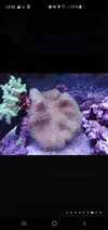 [TodoMarino.com] Mi darcophyton esta cerrado