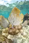 [TodoMarino.com] Duda sobre Gorgonia ventalina...
