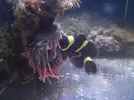[TodoMarino.com] Premna y anthias - Valencia - Alfafar, Valencia