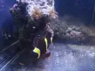 [TodoMarino.com] Premna y anthias - Valencia - Alfafar, Valencia