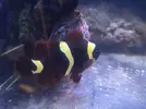 [TodoMarino.com] Premna y anthias - Valencia - Alfafar, Valencia