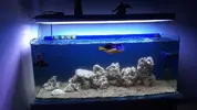 [TodoMarino.com] Paracanthurus Hepatus Panza amarilla ( Madrid) 20 cm - Madrid ( Colmenarejo )