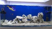 [TodoMarino.com] Paracanthurus Hepatus Panza amarilla ( Madrid) 20 cm - Madrid ( Colmenarejo )