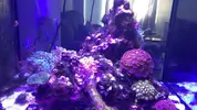 [TodoMarino.com] Vibrant Cleaner, limpiador de acuarios