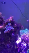 [TodoMarino.com] Vibrant Cleaner, limpiador de acuarios