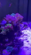 [TodoMarino.com] Vibrant Cleaner, limpiador de acuarios