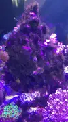 [TodoMarino.com] Vibrant Cleaner, limpiador de acuarios