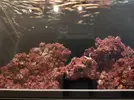 [TodoMarino.com] RedSea Reef 250 + Sump