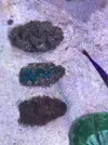 [TodoMarino.com] Vendo Lobophyllia roja, acantophyllia verde, tridacnas y duncan - Terrassa, Vallès