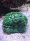 [TodoMarino.com] Vendo Lobophyllia roja, acantophyllia verde, tridacnas y duncan - Terrassa, Vallès
