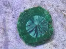 [TodoMarino.com] Vendo Lobophyllia roja, acantophyllia verde, tridacnas y duncan - Terrassa, Vallès