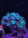 [TodoMarino.com] Vendo Lobophyllia roja, acantophyllia verde, tridacnas y duncan - Terrassa, Vallès